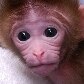 Nascem os primeiros macacos quiméricos do mundo