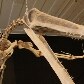 Cientistas apresentam o maior fóssil de pterossauro do Hemisfério Sul Cientistas apresentam o maior fóssil de pterossauro do Hemisfério Sul