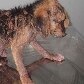 Veja casos de maus-tratos aos animais