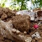 Sobre os montes de terra, qualquer visitante podia ver os pedaços de caixões e ossos na quadra 52 Sobre os montes de terra, qualquer visitante podia ver os pedaços de caixões e ossos na quadra 52