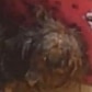 Turista surta e atira cachorros pela janela de prédio em Guarujá Turista surta e atira cachorros pela janela de prédio em Guarujá