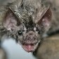 Gata morre em SP infectada com o vírus da raiva 