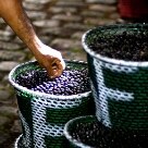 Arte & Lazer - Centenas de paneiras de açaí se espalham pela praça - Foto: Julia Rettmann/AE