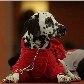Cães mostram tendências de inverno em passarela