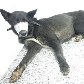Cão que sobreviveu a tiro na cabeça dado pelo dono passa bem