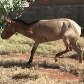 Dono faz campanha para ajudar égua de 3 patas