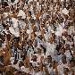 Torcida do Santos comemora classificação à final do Paulistão