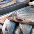 Arte & Lazer - Os peixes de água doce são a especialidade da região: tucunaré, filhote, piramutaba, dourada, tamatá, tambaqui, mapará, cachorro de padre, sarda, acari, jacundá e pirarucu - Foto: Julia Rettmann/AE
