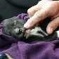 ONG recolhe 100 animais deixados para trás em Pinheirinho ONG recolhe 100 animais deixados para trás em Pinheirinho