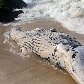 Uma baleia de aproximadamente 8 metros de comprimento apareceu morta na praia de Itaipuaçú, RJ