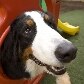 Como ter sucesso com pet shop