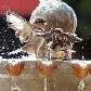 Pardais se refrescam em fonte de água na cidade de Itapetininga/SP