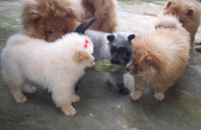 Chow-chow nasce com coloração panda em Curitiba
