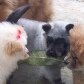 Chow-chow nasce com coloração panda em Curitiba