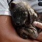 Cães e gatos são resgatados de templo inundado na Tailândia Cães e gatos são resgatados de templo inundado na Tailândia