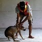 Cães e gatos são resgatados de templo inundado na Tailândia Cães e gatos são resgatados de templo inundado na Tailândia