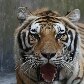 Zoológico de SP ganha urso-pardo e mais oito moradores