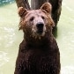 Animais ganham picolés no Jardim Zoológico do Rio de Janeiro 