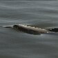 Mostra reúne 23 imagens de animais em extinção Mostra reúne 23 imagens de animais em extinção