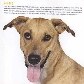 Projeto torna cães abandonados em estrelas de calendário Projeto torna cães abandonados em estrelas de calendário