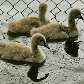 O Parque do Ibirapuera ganhou novos moradores: nasceram filhotes de cisnes negros O Parque do Ibirapuera ganhou novos moradores: nasceram filhotes de cisnes negros
