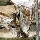 Morre girafa que nasceu no zoológico de São Paulo Morre girafa que nasceu no zoológico de São Paulo