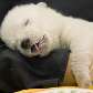 Filhote de urso polar afastado da mãe na Alemanha