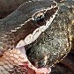 Cobra come lagarto em Brasília