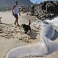 Uma baleia de aproximadamente 8 metros de comprimento apareceu morta na praia de Itaipuaçú, RJ