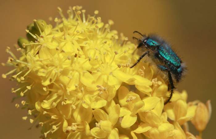 Escaravelho posa em flor da região desértica da África do Sul; local é colorido pelas Bulbinella