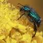 Escaravelho posa em flor da região desértica da África do Sul; local é colorido pelas Bulbinella Escaravelho posa em flor da região desértica da África do Sul; local é colorido pelas Bulbinella