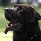 O cão farejador Shelton se aposenta da PM