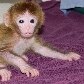 Nascem os primeiros macacos quiméricos do mundo Nascem os primeiros macacos quiméricos do mundo