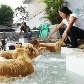 Cães e gatos têm até reveillon vip em hotel