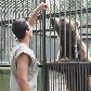 Zoológico de SP ganha urso-pardo e mais oito moradores