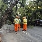 Funcionários da Prefeitura  retiram árvore que tombou na  avenida Pompeia, em São Paulo. 14/12/2010