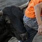 Homem é chifrado por touro em festa anual de Zapote, na Costa Rica Homem é chifrado por touro em festa anual de Zapote, na Costa Rica