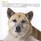 Projeto torna cães abandonados em estrelas de calendário Projeto torna cães abandonados em estrelas de calendário