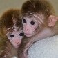 Nascem os primeiros macacos quiméricos do mundo