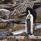 Estátua da Virgem Maria em meio aos escombros do terremoto de sábado no Chile