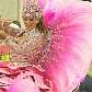 Desfile da escola de samba Mangueira