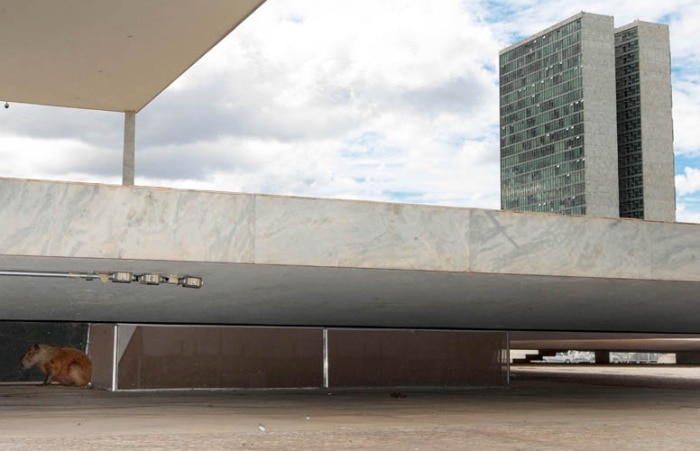 Capivara grávida se abriga debaixo da rampa do STF, em Brasília