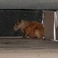 Capivara grávida se abriga debaixo da rampa do STF, em Brasília