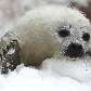 Filhote de foca se esforça para subir um pequeno morro de neve durante o pior inverno no Canadá Filhote de foca se esforça para subir um pequeno morro de neve durante o pior inverno no Canadá