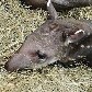 Zoológico húngaro dá as boas-vindas para filhote de anta