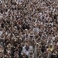 Milhares de iemenitas protestam pela saída do presidente Ali Abdullah Saleh, em Sanaa Milhares de iemenitas protestam pela saída do presidente Ali Abdullah Saleh, em Sanaa
