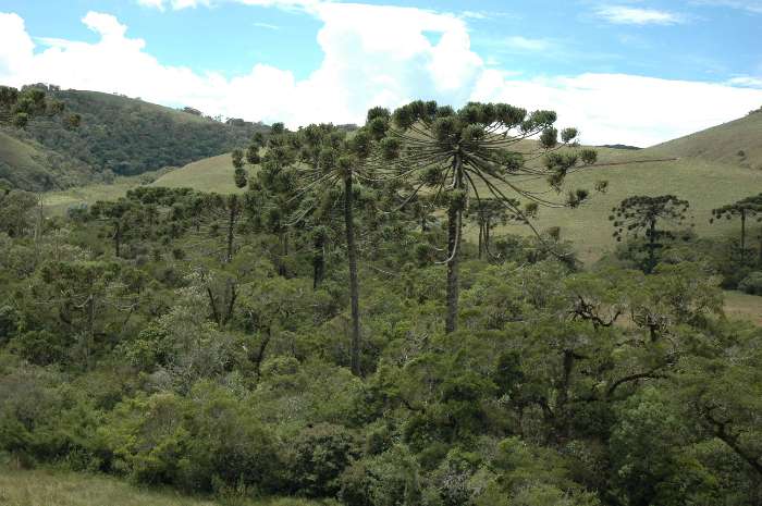 Mata Atlântica na Serra da Bocaina, São Paulo, note a presença da Araucária