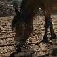 Burros procuram por água num rio seco na província de Yunnan, China