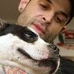 Cadelas roubadas são recuperadas em São Paulo 