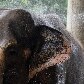 Animais ganham picolés no Jardim Zoológico do Rio de Janeiro 